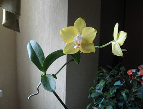 орхидея с деткой